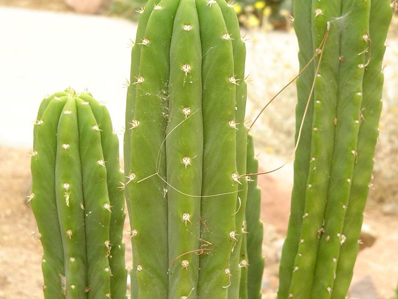 find-plants-san-pedro-cactus